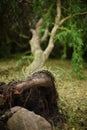 A fallen willow tree lies on the ground in the park. Focus on the roots of the tree. Aftermath of a severe hurricane Royalty Free Stock Photo