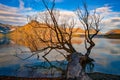 Willow tree lying on the edge of Lake Wakatipu in the early morning light Royalty Free Stock Photo