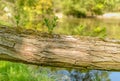 Fallen willow tree stem with young sprouts shooting from side Royalty Free Stock Photo