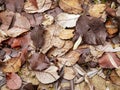 Fallen winter leaves on the ground in a wood Royalty Free Stock Photo