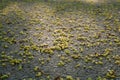 Fallen withered linden flowers on the ground in spring. View from above