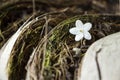 Fallen Wrightia religiosa Benth Royalty Free Stock Photo