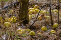 Fallen yellow apples by tthe trunk of a deciduous apple tree in a field in winter Royalty Free Stock Photo