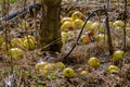 Fallen yellow apples by tthe trunk of a deciduous apple tree in a field in winter