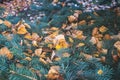 Fallen yellow aspen leaves lie on the needles of spruce branches. Autumn background, autumn forest. Selective focus Royalty Free Stock Photo
