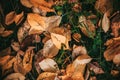 Fallen yellow autumn fruit leaves lying on the ground in the grass closeup background details - Golden autumn colorful season