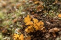 Fallen autumn leaf on the forest floor Royalty Free Stock Photo