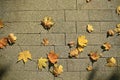 Fallen yellow autumn leaves Royalty Free Stock Photo