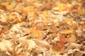 Fallen yellow autumn leaves Royalty Free Stock Photo