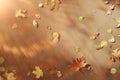 Fallen yellow autumn leaves Royalty Free Stock Photo