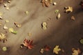 Fallen yellow autumn leaves Royalty Free Stock Photo