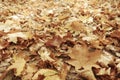 Fallen yellow autumn leaves Royalty Free Stock Photo