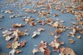 Fallen yellow autumn leaves background Royalty Free Stock Photo