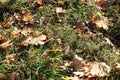 Fallen yellow autumn leaves on the grass. Royalty Free Stock Photo