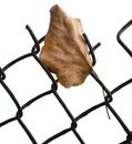 Fallen yellow autumn linden limetree leaf caught on rusty wire mesh fence, isolated vertical closeup, solitude concept copy space Royalty Free Stock Photo