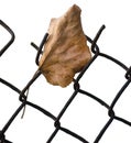 Fallen yellow autumn linden limetree leaf caught on rusty wire mesh fence, isolated vertical closeup, solitude concept copy space Royalty Free Stock Photo