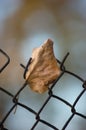 Fallen yellow autumn linden limetree leaf rusty wire mesh Royalty Free Stock Photo