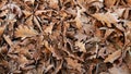 The fallen yellow beautiful beautiful leaves of oak and other trees are a little covered with frost