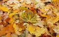 Fallen yellow with brown autumn maple leaf on the ground Royalty Free Stock Photo