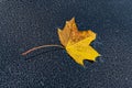 A fallen yellow-brown leaf lies on the hood covered with small drops of water