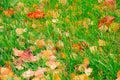 Fallen yellow and brown leaves lie on the green grass. Autumn rainy day. Drops of water on the grass Royalty Free Stock Photo