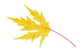 fallen yellow carved maple leaf Royalty Free Stock Photo