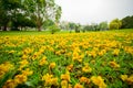 Fallen yellow flowers