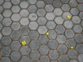 Fallen Yellow Flowers on Tiled Floor Royalty Free Stock Photo