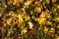 Fallen yellow gingko biloba leaves on the ground Royalty Free Stock Photo