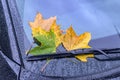 Fallen yellow, green and brown leaves lie on the windshield of a car in early autumn Royalty Free Stock Photo