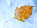 Fallen Yellow Leaf of the Black Poplar, Populus Nigra, with Petiole on the Snow. Copy Space