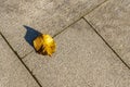 Fallen yellow leaf lying on the grey floor Royalty Free Stock Photo