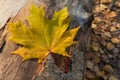 Fallen yellow leaf lying on a tree trunk Royalty Free Stock Photo