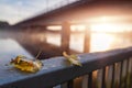 Fallen yellow leaf on a metal barrier in focus. Bridge and river out of focus. Sun rise time. Sun glow and flare. Warm and cool