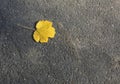 A fallen yellow leaf on the pavement