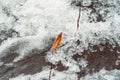 fallen yellow leaf on a snow, closeup, shallow depth of field. Beautiful bright red leaves and white frozen snow in the winte Royalty Free Stock Photo