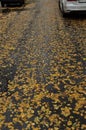 Fallen yellow leaves on the asphalt, wet from the rain.