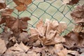 Fallen Yellow Leaves of Autumn against a green wire fence