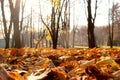 Fallen yellow leaves in autumn close up Royalty Free Stock Photo