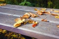 Fallen yellow leaves on a bench in the autumn park Royalty Free Stock Photo