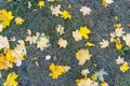 Fallen yellow leaves of Canadian maple lie on wet green grass. Autumn mood and background. Royalty Free Stock Photo
