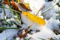 Fallen yellow leaves close up in snowy green grass Royalty Free Stock Photo