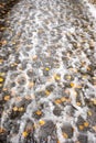 Fallen yellow leaves on first wet snow. Autumn snowy road going away into distance. Transition. Royalty Free Stock Photo