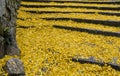 Fallen yellow leaves of ginkgo tree on steps Royalty Free Stock Photo