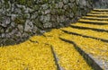 Fallen yellow leaves of ginkgo tree on steps Royalty Free Stock Photo