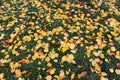 Fallen yellow leaves on green grass as beautiful bright autumn background. Royalty Free Stock Photo