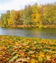 Fallen yellow leaves on green grass near a lake in a park on a sunny day. Autumn background Royalty Free Stock Photo