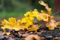 Fallen yellow leaves on the ground Royalty Free Stock Photo