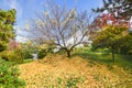 Fallen Yellow Leaves on a Hillside