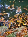 Fallen yellow leaves in the jungle lake